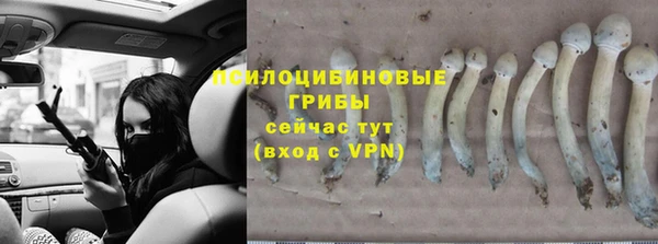 СК Зеленокумск